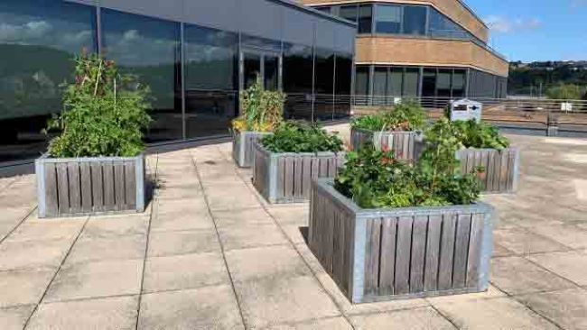 Allotment planters outside Schwann Building