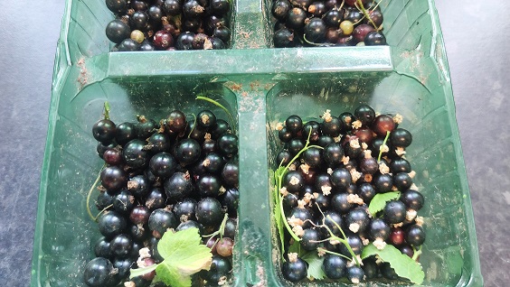 Blackcurrant Harvest