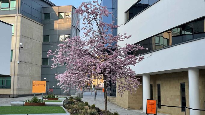 Blossom Tree