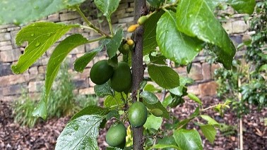Plum Tree