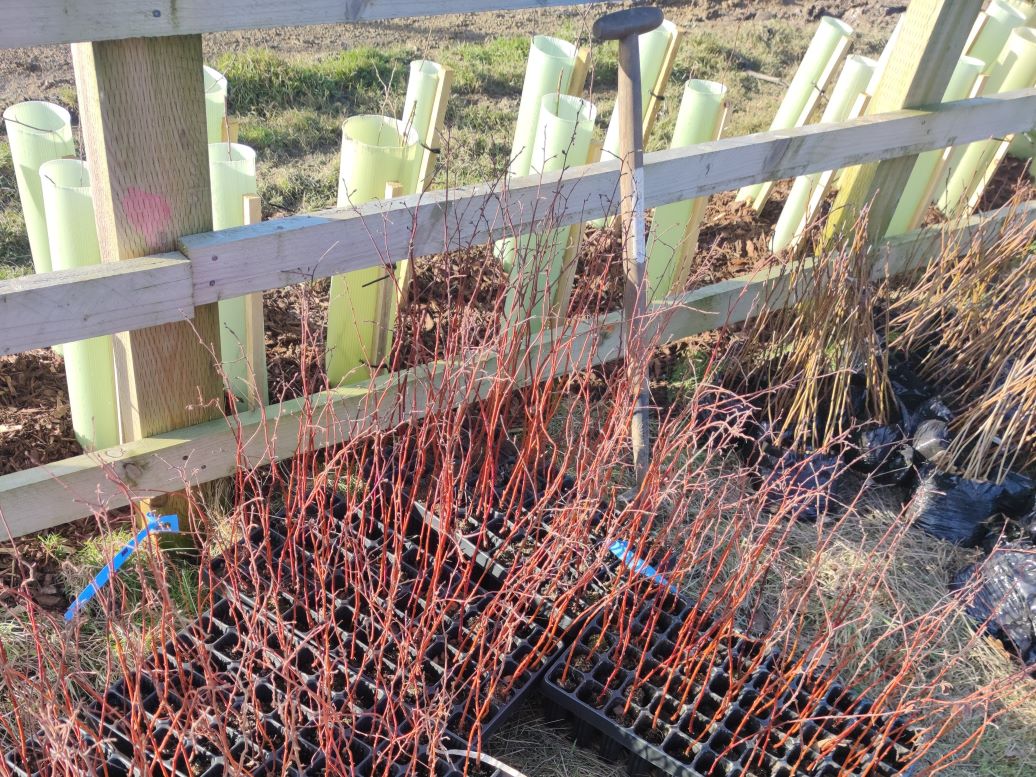 Tree planting-sapling trees